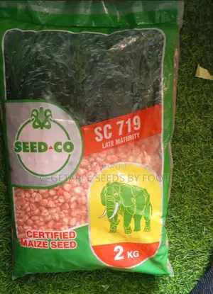 Hybrid Maize Seed