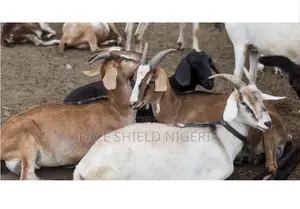 Live Goats
