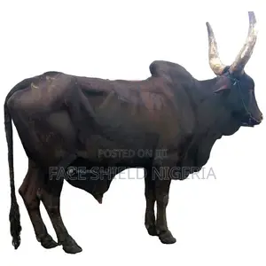 Live Cows Available