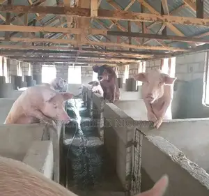 Live Pig 50kg+