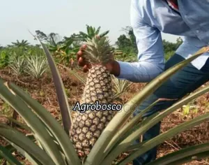 Improved Hybrid Pineapple Suckers for Sale
