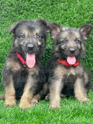 1-3 months Female Purebred German Shepherd