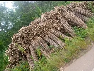 Premium Tme 419 Cassava Stem for Sale - High Yield.