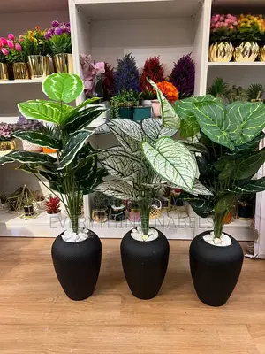 Potted Plants