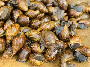 Prolific Breeders Snails