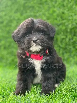 1-3 months Female Purebred Lhasa Apso