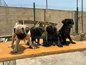 1-3 months Female Purebred Pug