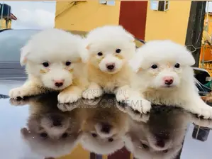 1-3 months Female Purebred American Eskimo
