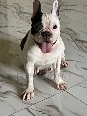 1+ year Female Purebred French Bulldog