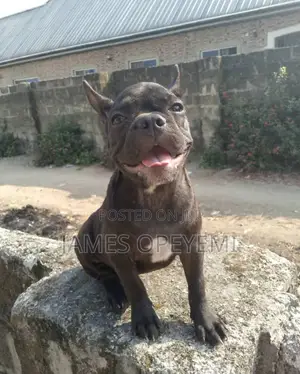 3-6 months Female Purebred French Bulldog