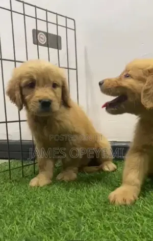 1-3 months Female Purebred Golden Retriever