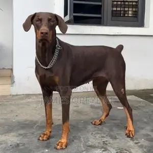 1+ year Female Purebred Doberman Pinscher
