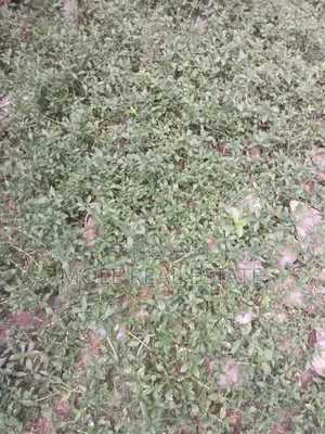 50ft/100ft Ijegun-ijegemo New Rd 10% Deposit Instalmental
