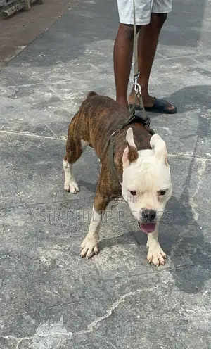 6-12 months Male Purebred American Pit Bull Terrier