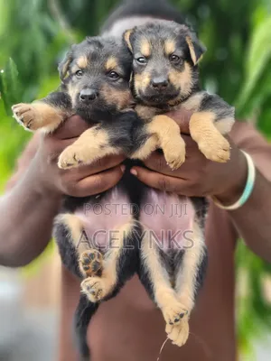 0-1 month Female Purebred German Shepherd