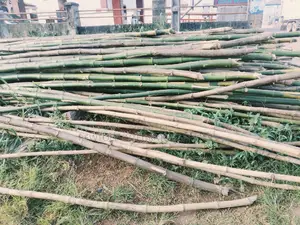 Bamboo Tree
