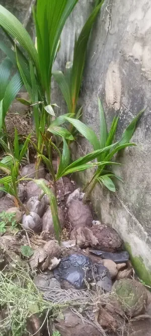 Dwarf Malaysian Coconut Seedlings