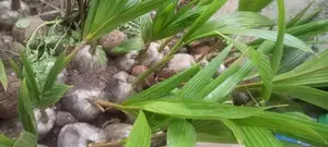 Dwarf Malaysian Coconut,-Well Nurture With High Productivity