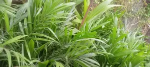 Dwarf Hybrid Palm Seedlings