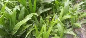 Dwarf Hybrid Palm Seedlings