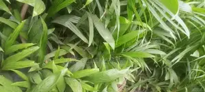 Hybrid Tenera Palm Seedlings
