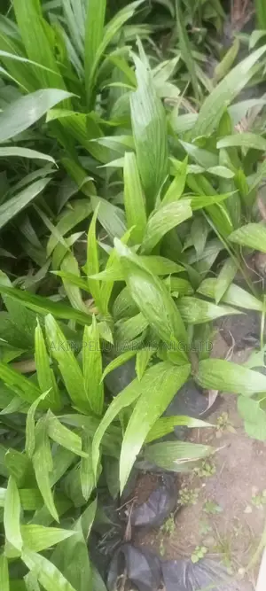 Hybrid Tenera Palm Seedlings
