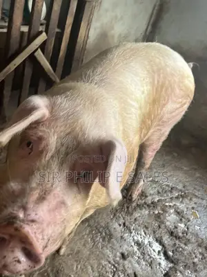 Exotic Landrace Pigs