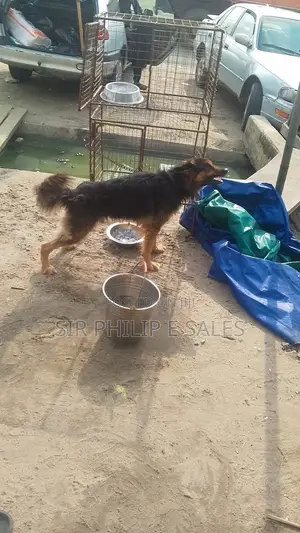 6-12 months Male Purebred German Shepherd