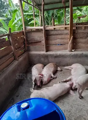Pigs Are Available ( Large White, Landrace and Duroc
