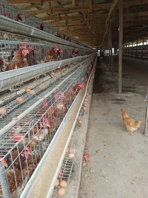 Chicken Cage