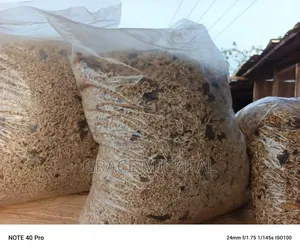 Dog Indomie