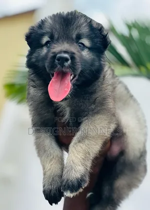 1-3 months Female Purebred Caucasian Shepherd