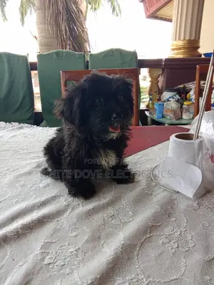 1-3 months Male Purebred Lhasa Apso