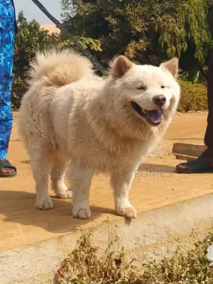 1+ year Male Purebred Chow Chow