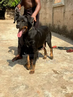 1+ year Female Purebred Rottweiler