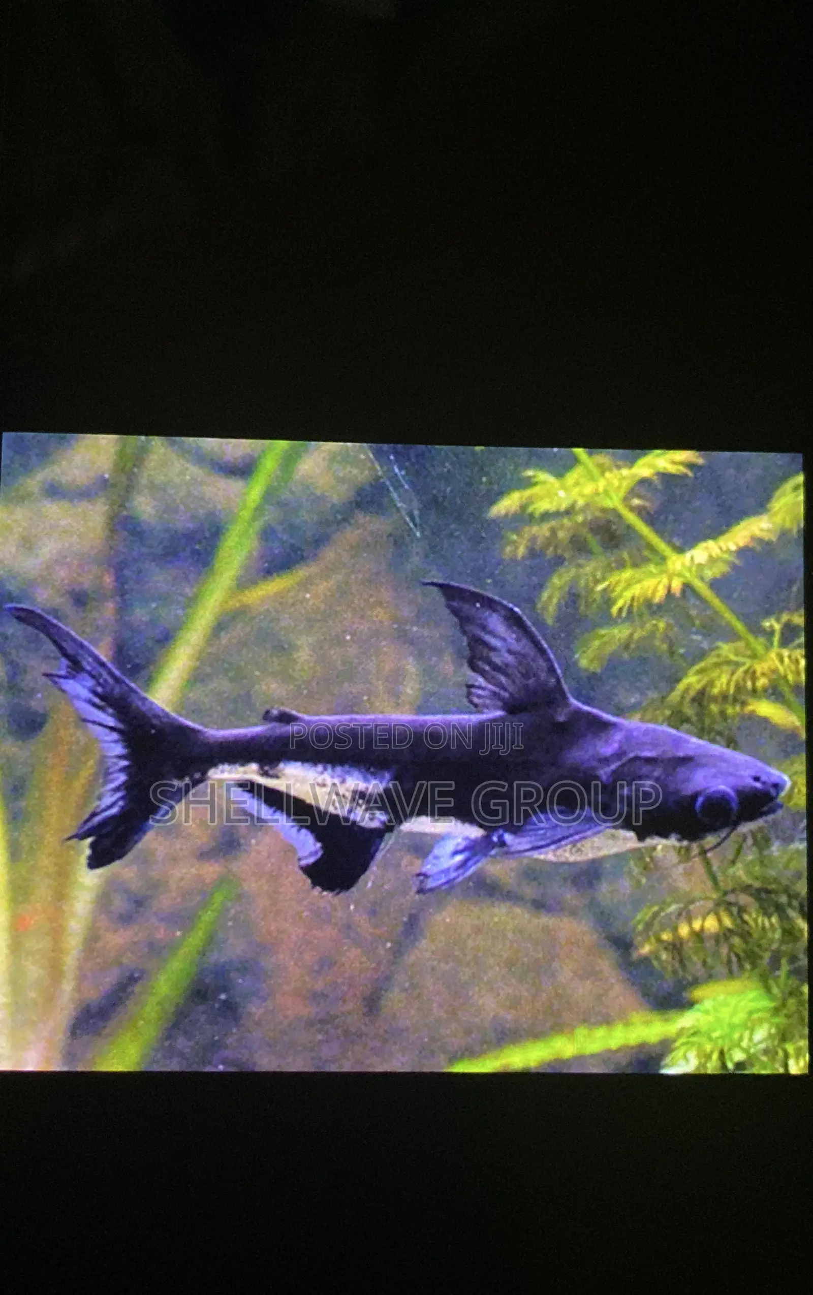 Pangasius Shark