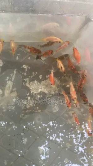 Fancytail Gold Fish