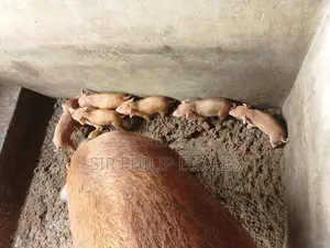 Pigs in Abuja ( Large White, Landrace and Duroc)