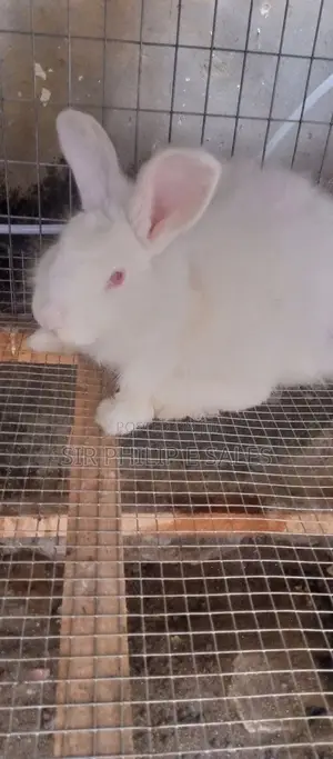 Rabbits in Abuja