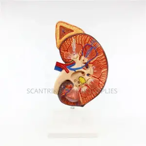 Enlarge Anatomical Human Kidney
