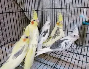 Lovely Cockatiel Birds Is Available