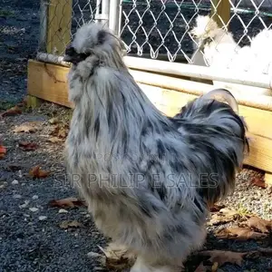 Silkies and Bahamas Chicken Is Available