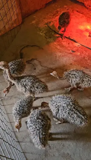 Baby Ostrich Is Available for Sale