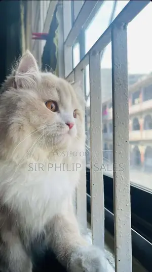 Mate Your Female Persian Cat With a Lovely Persian Male