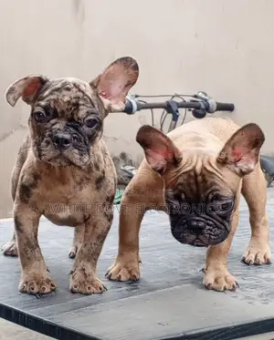1-3 months Female Mixed Breed French Bulldog