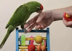 Parrot Training