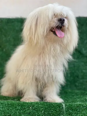 1+ year Female Purebred Lhasa Apso