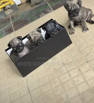 1-3 months Female Purebred Pug