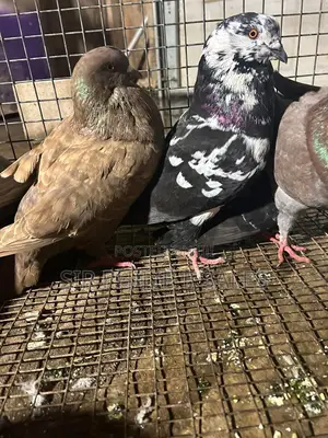 Lovely Modena Pigeons Are Available