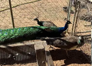 Well Healthy Peacock Are Available